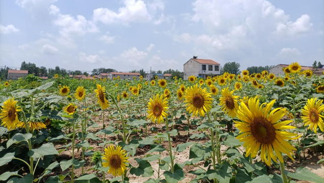 [鹿邑]馬鋪鎮(zhèn)：廢閑土地開出“幸?；ā?> </a></TD>             </TR>           </TBODY>         </TABLE>         <TABLE class=margin_4 border=0 cellSpacing=0 cellPadding=0 width=